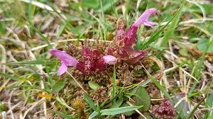 Attēlu rezultāti vaicājumam “Pedicularis palustris fruit”