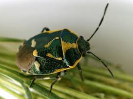 Attēlu rezultāti vaicājumam “Eurydema oleracea”