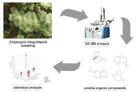 Attēlu rezultāti vaicājumam “Calypogeia integristipula”