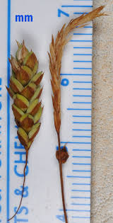 Attēlu rezultāti vaicājumam “Carex limosa”