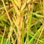 Attēlu rezultāti vaicājumam “Danthonia decumbens fruit”