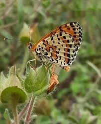 Attēlu rezultāti vaicājumam “Melitaea didyma male”