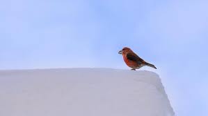 Attēlu rezultāti vaicājumam “Loxia pytyopsittacus male”