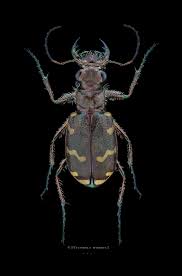 Attēlu rezultāti vaicājumam “Cicindela hybrida”