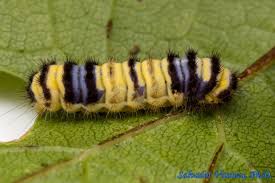 Attēlu rezultāti vaicājumam “Zygaenidae”