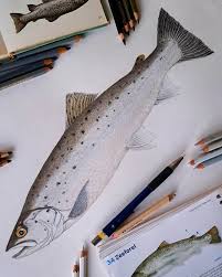 Image result for Salmo trutta trutta