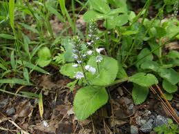 Image result for Veronica officinalis