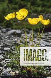 Image result for Alpenmohn