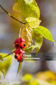 Attēlu rezultāti vaicājumam “Euonymus verrucosus fruit”
