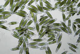 Attēlu rezultāti vaicājumam “Bactridium flavum”