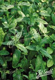 Attēlu rezultāti vaicājumam “Mentha spicata leaf”