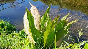 Attēlu rezultāti vaicājumam “Rumex hydrolapathum”