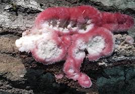 Attēlu rezultāti vaicājumam “Phlebia centrifuga”