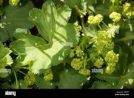 Attēlu rezultāti vaicājumam “Alchemilla vulgaris aggr.”