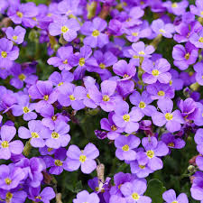 Attēlu rezultāti vaicājumam “Aubrieta deltoidea flower”