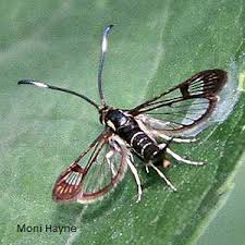 Attēlu rezultāti vaicājumam “Sesiidae”