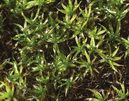 Attēlu rezultāti vaicājumam “Oxystegus tenuirostris”