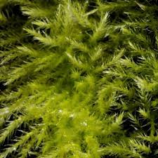 Attēlu rezultāti vaicājumam “Sciuro-hypnum populeum sporophyte”