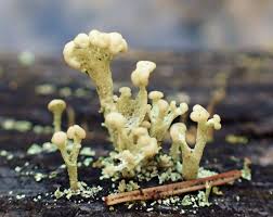 Attēlu rezultāti vaicājumam “Cladonia botrytes”