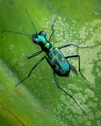 Attēlu rezultāti vaicājumam “Tritomaria exsecta macro”