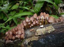 Attēlu rezultāti vaicājumam “Mycena renati”