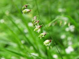 Attēlu rezultāti vaicājumam “Melica nutans flower”