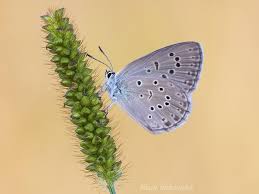 Attēlu rezultāti vaicājumam “Maculinea alcon underside”