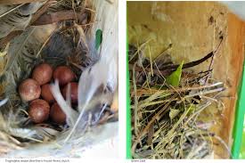 Attēlu rezultāti vaicājumam “Troglodytes troglodytes nest”