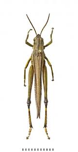 Attēlu rezultāti vaicājumam “Stethophyma grossum”