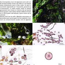 Attēlu rezultāti vaicājumam “Diderma chondrioderma spores”