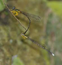 Attēlu rezultāti vaicājumam “Platycnemis pennipes”