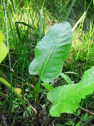 Attēlu rezultāti vaicājumam “Rorippa amphibia leaf”