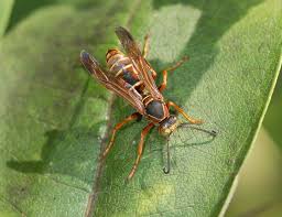 Attēlu rezultāti vaicājumam “Vespidae”