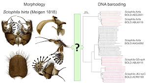 Attēlu rezultāti vaicājumam “Rabdophaga degeeri”