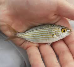 Image result for Sarpa salpa