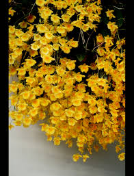 Attēlu rezultāti vaicājumam “Didymium aggregatum”