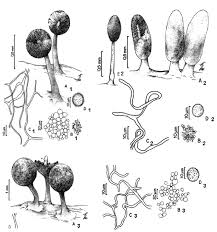 Attēlu rezultāti vaicājumam “Diachea leucopodia stalked”