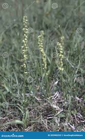 Attēlu rezultāti vaicājumam “Herminium monorchis”