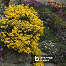 Image result for Alyssum saxatile