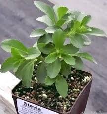 Image result for Stevia rebaudiana