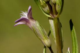 Attēlu rezultāti vaicājumam “Gentianella amarella”