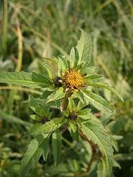 Attēlu rezultāti vaicājumam “Bidens tripartita flower”