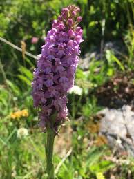Attēlu rezultāti vaicājumam “Gymnadenia conopsea fruit”