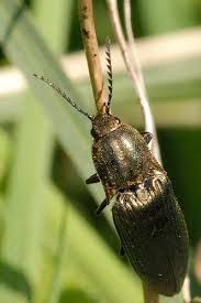 Attēlu rezultāti vaicājumam “Ctenicera pectinicornis male”