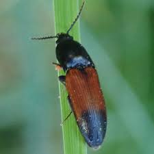 Attēlu rezultāti vaicājumam “Ampedus pomorum”