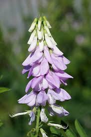 Attēlu rezultāti vaicājumam “Vicia sylvatica flower”