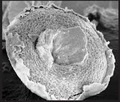 Attēlu rezultāti vaicājumam “Diderma hemisphaericum plasmodium”