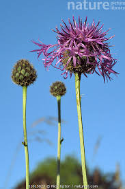 Attēlu rezultāti vaicājumam “Centaurea scabiosa bud”