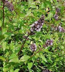 Image result for Mentha piperita