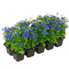 Image result for Männertreu